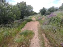 Flora del Cerro Masatrigo